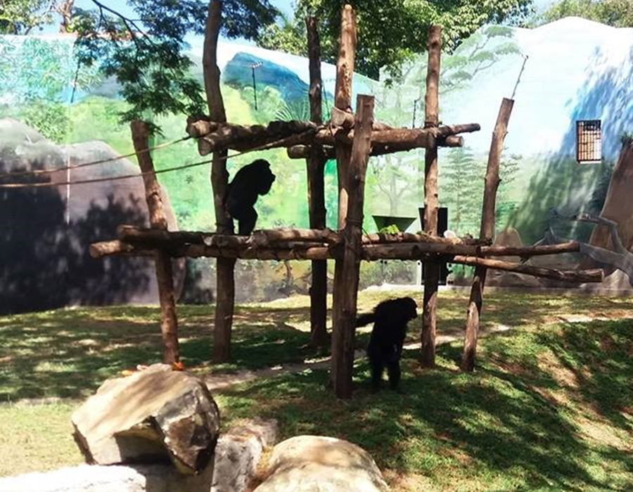 Construction of Chimpanzee Enclosure at National Zoological Gardens at Dehiwala